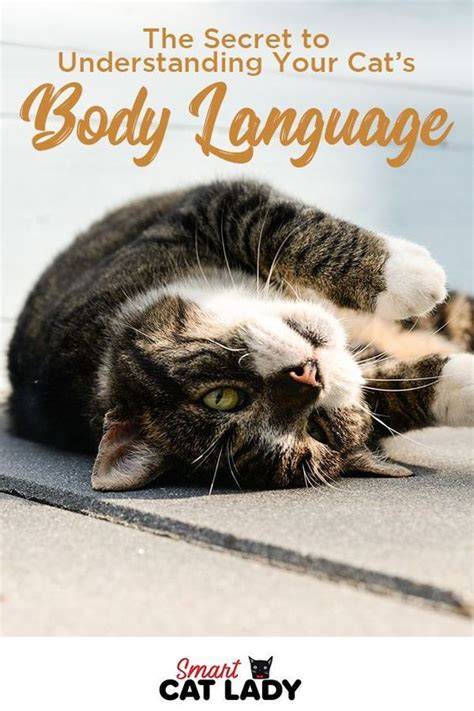 The Secret To Understanding Your Cats Body Language Smart Cat Lady A