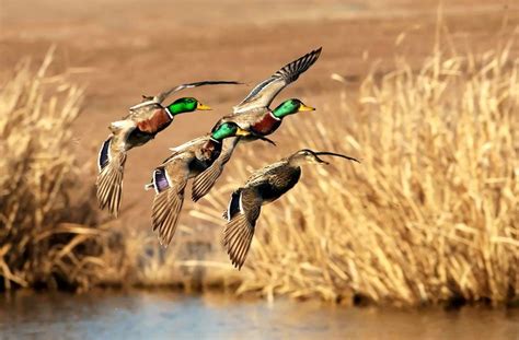 My boyfriend loves duck hunting and this was his one request for our wedding. Mallards Backgrounds Related Keywords & Suggestions ...