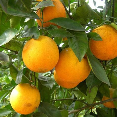 2 3 Year Old Louisiana Sweet Orange Tree Lemoncitrustree Since 2004