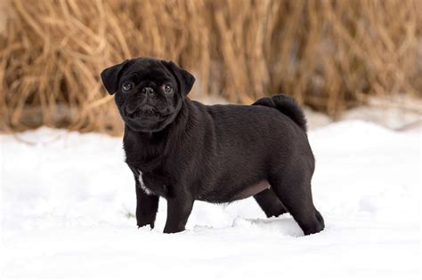 About The Breed Pug Highland Canine Training Lupon Gov Ph