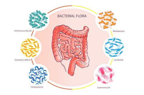 Flora O Microbiota Intestinal Bien Comer Images
