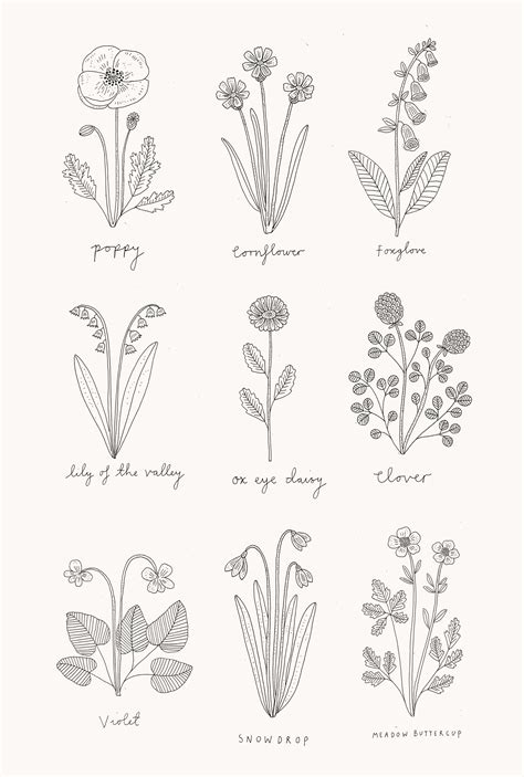Wildflower Illustrations Flower Line Drawings Wildflower Drawing
