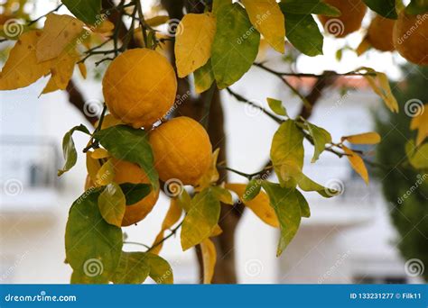 Citrus Aurantium Tree In Garden Stock Image Image Of Aurantium Food