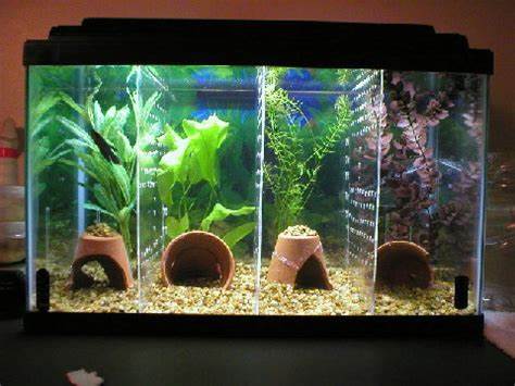 Fish Tank Dividers for Sale Pictures and text (and great idea) © R 