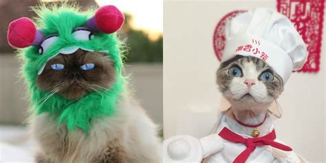 These Cat Halloween Costumes Are So Cute Youll Want To Cry