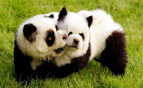 Are There Dogs That Look Like Pandas