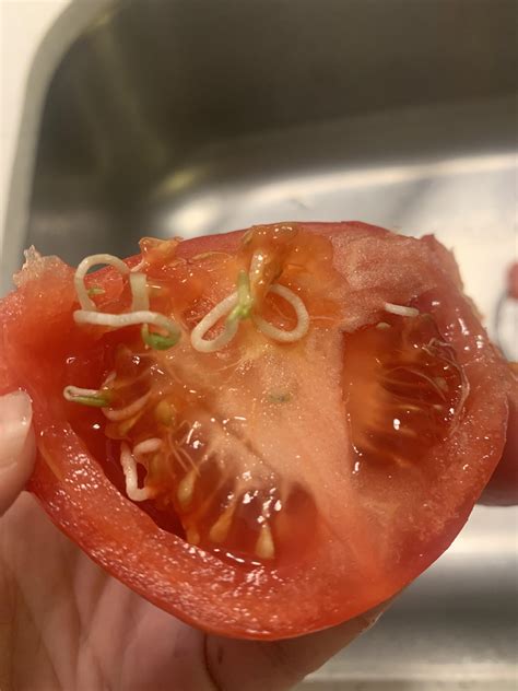 Seeds Started Sprouting Inside My Aged Tomatoes Rmildlyinteresting