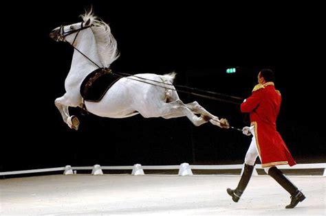 Lipizzan Horse Info Origin History Pictures