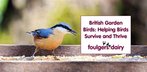 British Garden Birds Helping Birds Survive And Thrive