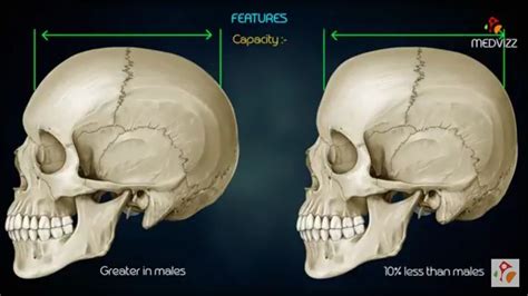 Male X Female Skull Medical Skull Medical Education