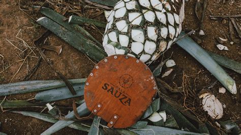 Tequila The Land Of The Blue Agave Vallarta Lifestyles