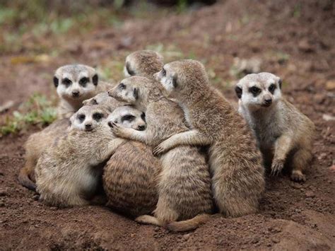 25 Best Images About Meerkats Mongoose And Skunks On