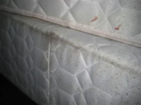 Bed Bugs On Mattresses Bed Bug Get Rid