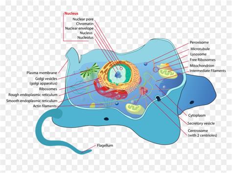 Visit our website for more information about our services or to speak to an expert. Introduction To Animal Cell - Type Of Cell Is Fungi, HD ...