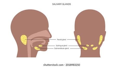 Salivary Gland Human Mouth Parotid Submandibular Stock Vektor