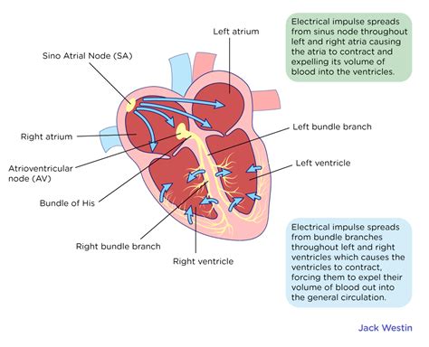 Four Chambered Heart Structure And Function Circulatory System Mcat