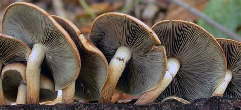Wisconsin Edible Mushroom Identification All Mushroom Info