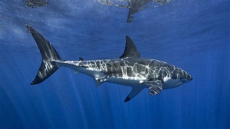 Shark In Blue Sea Animals Hd Wallpaper Peakpx