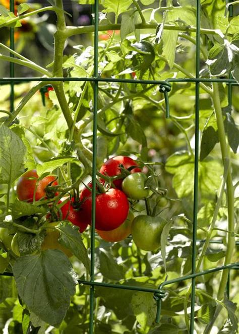 Square Tomato Tower Easy Way To Stake Tomatoes Without Tying