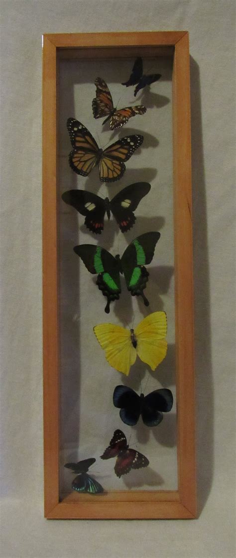 Framed Butterfly Display Includes 9 Elegant And Colorful Etsy