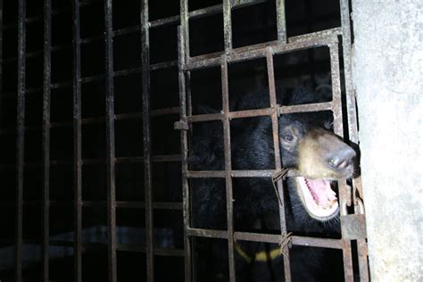 2 Caged Bears Locked In Dark Basement For 17 Years Rescued From Bile
