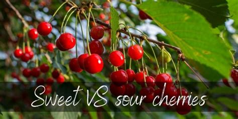 Sweet Vs Sour Cherry 4 Differences And How To Tell Them Apart Foodiosity