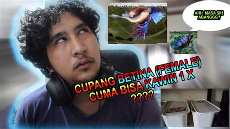 Proses Breeding Ikan Cupang Cupang Betina Kawin Cuma 1x 8 Youtube