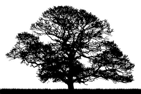 Clipart Oak Tree Silhouette
