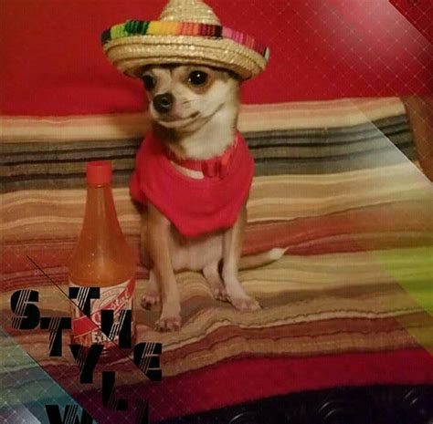 Chihuahua Milo Hot Sauce Painting Chips Art Art Background