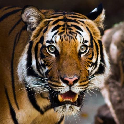 Tiger Endangered Species Endangered Wonders