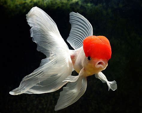 Gold Fish Wallpapers - Wallpaper Cave Download the perfect beautiful fish pictures.