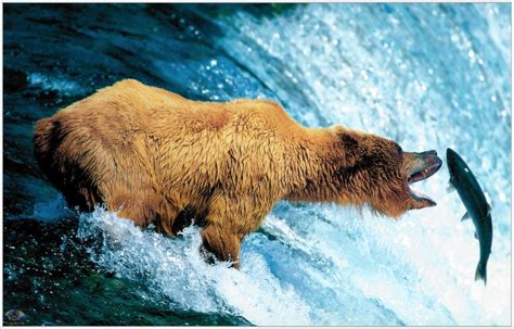 Brown Bear Catching Salmon Brooks Falls Alaska Bear Catching Salmon