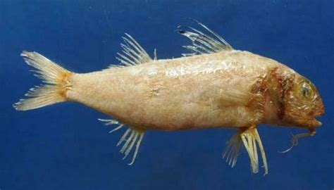 Yellowfin Goatfish Mulloidichthys Vanicolensis Fish Taxidermy Oddities
