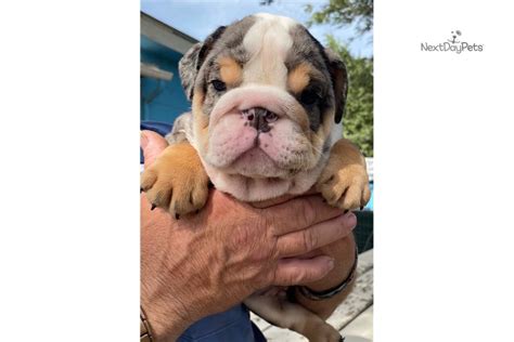 Blue tri merle rare colored english bulldog puppy ; Blue Tri Merle M: English Bulldog puppy for sale near ...