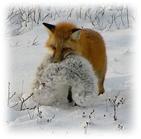 Redfox With Arctic Fox Red Fox Kills And Arctic Fox Near C Flickr