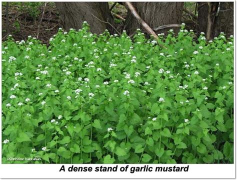Garlic Mustard Ecology And Control Methods Ofnc