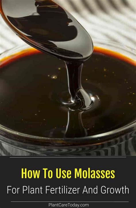 How To Use Molasses For Plant Fertilizer And Growth Fertilizer Growth