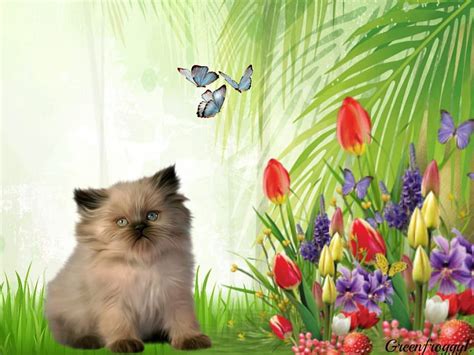 Kitty With Flowers Flowers Kitten Creation Butterflies Hd Wallpaper