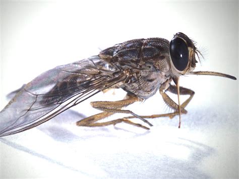 Pictures Of Flies Tsetse Fly