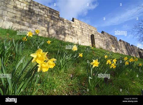 Spring Time Daffodils By The City Walls York United Kingdom Stock Photo