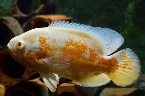 Lets Explore The Types Of Oscar Fish Available To Buy