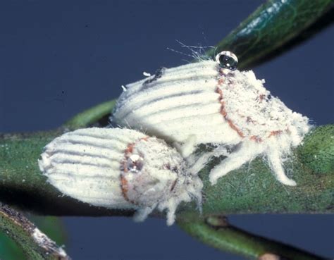 Coccoidea), including species of great economic importance, are associated with plants of the genus citrus in citrusproducing regions around the world. Citrus Pests: Morphology | Citrus Pests