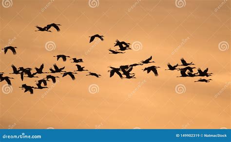 Sandhill Cranes In Flight Backlit Silhouette With Golden Yellow And