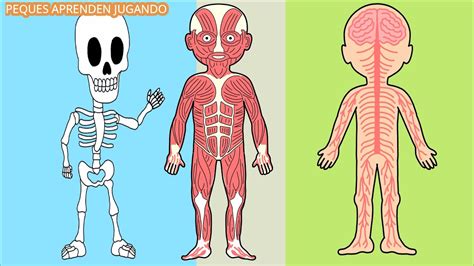 Los sistemas del cuerpo humano para niños Video de Peques Aprenden Jugando YouTube