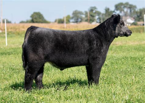 Lot 6 Safe And Sound X Lookout Cowan Cattle Company Facebook