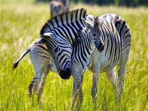 Protective Zebra Mom And Her Young Foal Zebras Animals Baby Animals