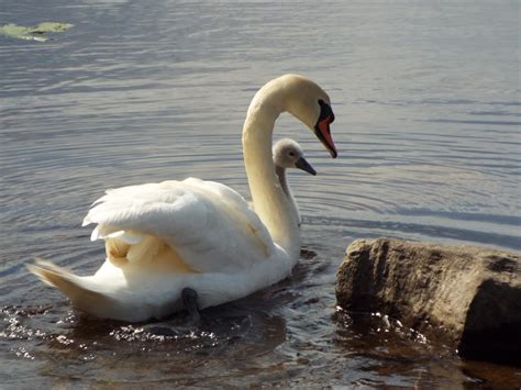 The Ugly Ducklings Baby Swan By Jonnyaltezza On Deviantart