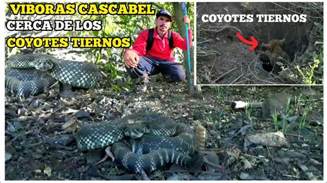 Dos Víboras Cascabel Y Coyotes Tiernos Apoca Distancia YouTube