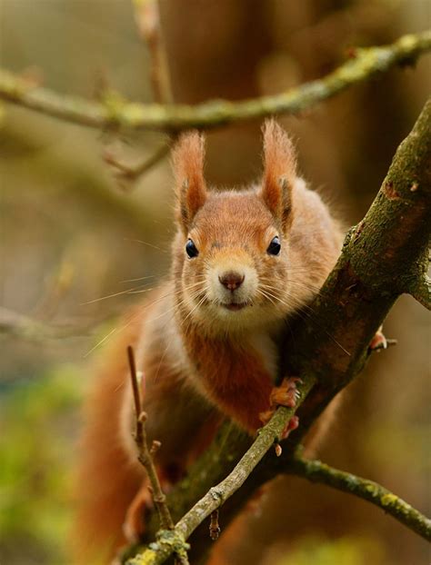 Squirrel Senses Wildlife Online
