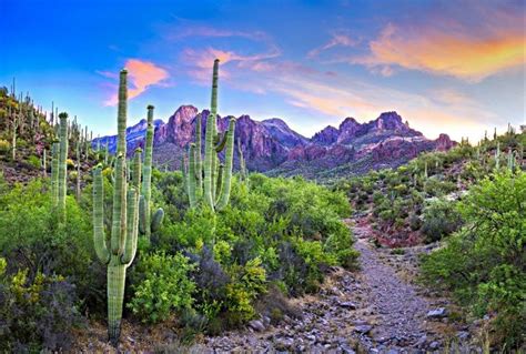 The Wildlife of Arizona's Sky Islands - Naturetrek